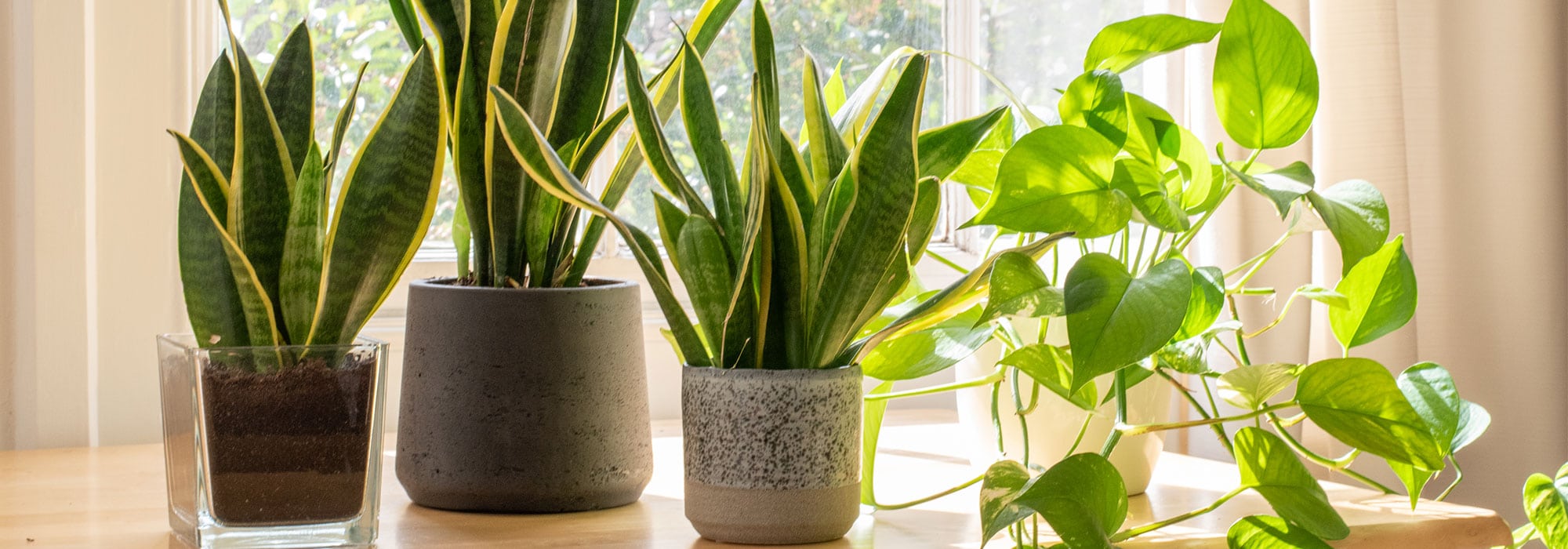 Best Indoor Plants for Excellent Home Air Quality - Airrific